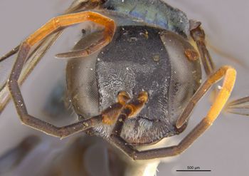 Media type: image;   Entomology 26607 Aspect: head frontal view